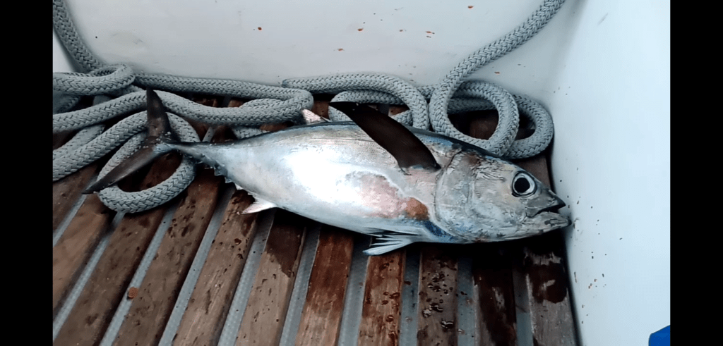Pêche en mer Martinique, bateau privé